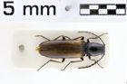 Foto (Dorsalansicht) von Oestodes tenuicollis (NHMW-ZOO-COL-0010828)